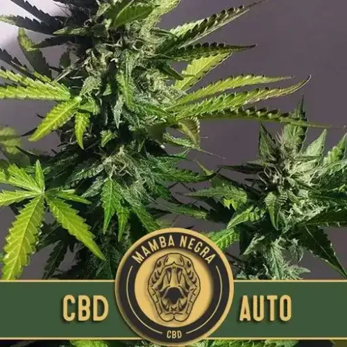 Blimburn Seeds Cannabis Seeds Mamba Negra CBD Auto 3 pár