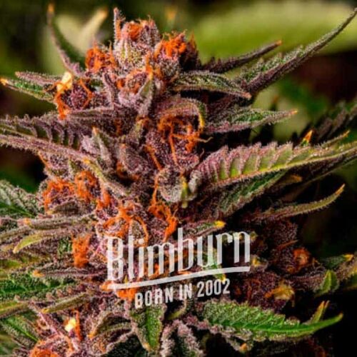 Blimburn Seeds Cannabis Seeds Tiltott Gyümölcs Nőiesített 100 db