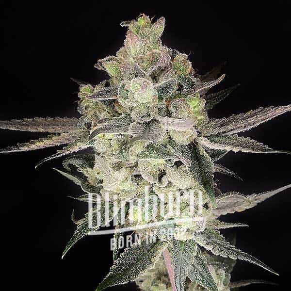 Blimburn Seeds Cannabis Seeds Gary Payton elnőiesedve 100 db