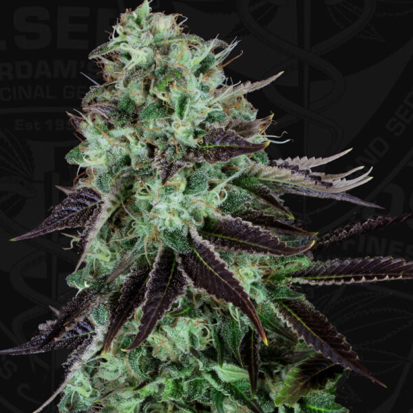 T.H.Seeds™ Cannabis Seeds Darkstar™