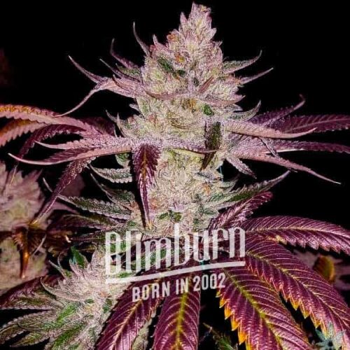 Blimburn Seeds Cannabis Seeds Platinum Cookies Nőiesített 100 db