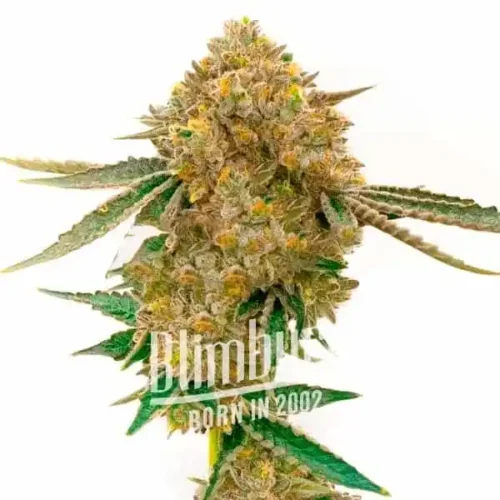 Blimburn Seeds Cannabis Seeds Durban Poison Auto 100 db