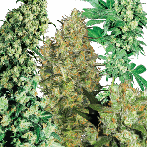 Sensi Seeds Cannabis Seeds Indoor Mix® Regular