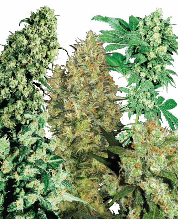 Sensi Seeds Cannabis Seeds Indoor Mix® Regular