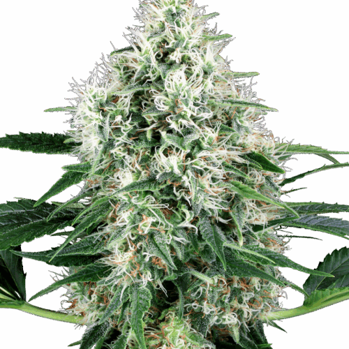 Sensi Seeds Cannabis Seeds Pure Power Plant Automatic Feminized by White Label