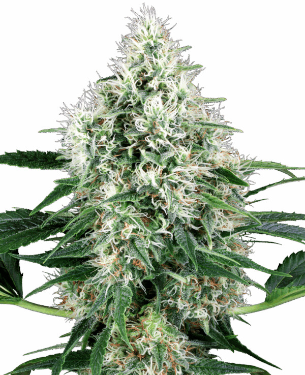 Sensi Seeds Cannabis Seeds Pure Power Plant Automatic Feminized by White Label