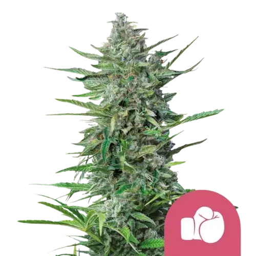 Royal Queen Seeds Purple Punch Feminizált Kannabiszmagok 10 db