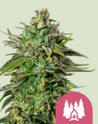 Royal Queen Seeds Cannabis Seeds Larry OG elnőiesedve 10 db