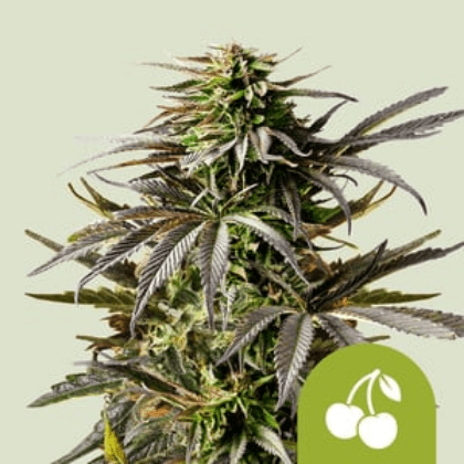 Royal Queen Seeds Cannabis Seeds Cherry Pie Auto 10 db