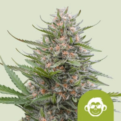 Royal Queen Seeds Cannabis Seeds Grape Ape Auto 10 db