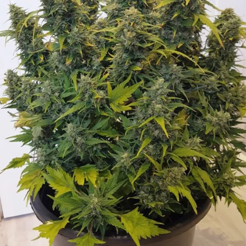 Dutch Passion Cannabis Seeds Auto Duck® Autoflowering 100 db