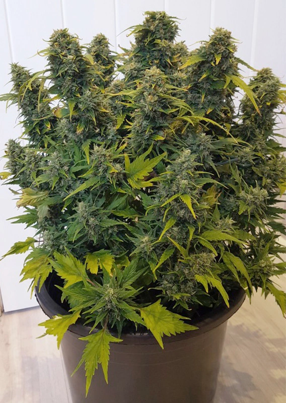 Dutch Passion Cannabis Seeds Auto Duck® Autoflowering 100 db