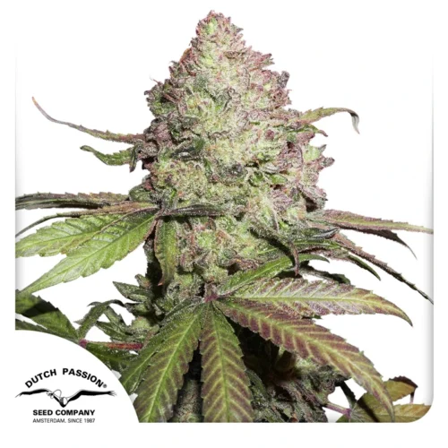 Dutch Passion Cannabis Seeds CBD Auto Charlotte's Angel® Autoflowering 100 db