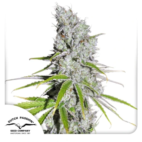 Dutch Passion Cannabis Seeds CBD Skunk Haze ® Feminized 100 db