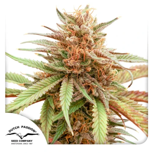 Dutch Passion Cannabis Seeds Durban Dew Nőiesített 100 db