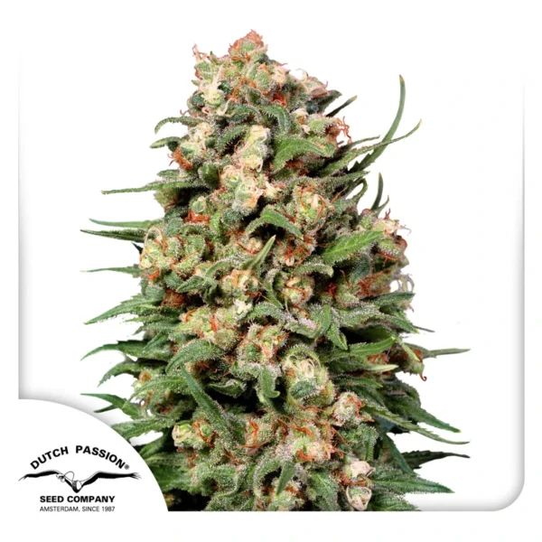 Dutch Passion Cannabis Seeds Skunk #1 Normál
