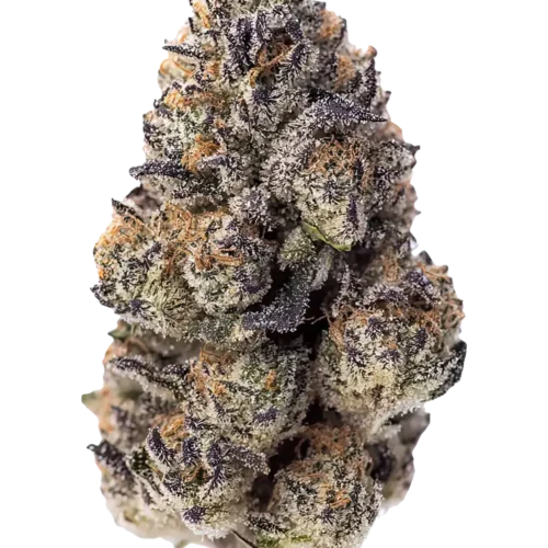 Fast Buds Feminizált Papaya Sherbet kannabiszmagok 100 db