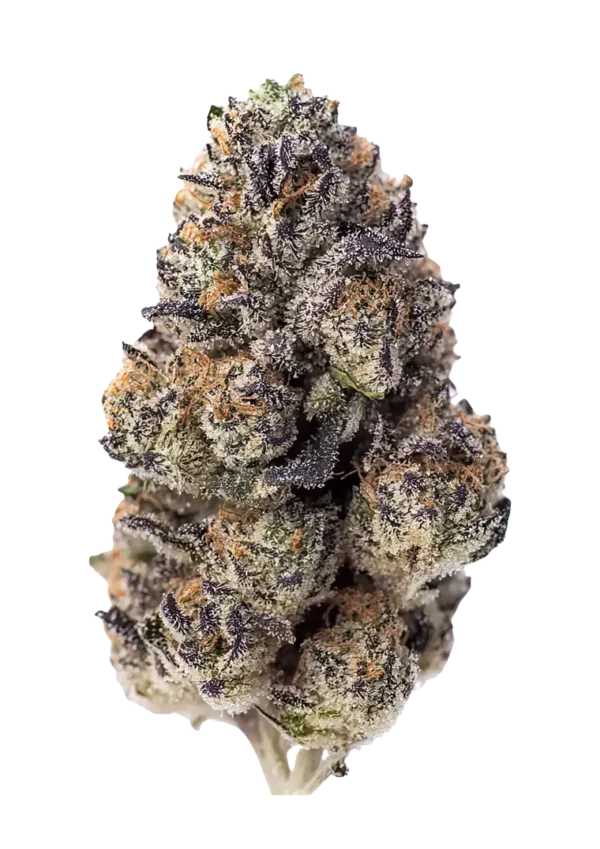 Fast Buds Feminizált Papaya Sherbet kannabiszmagok 100 db