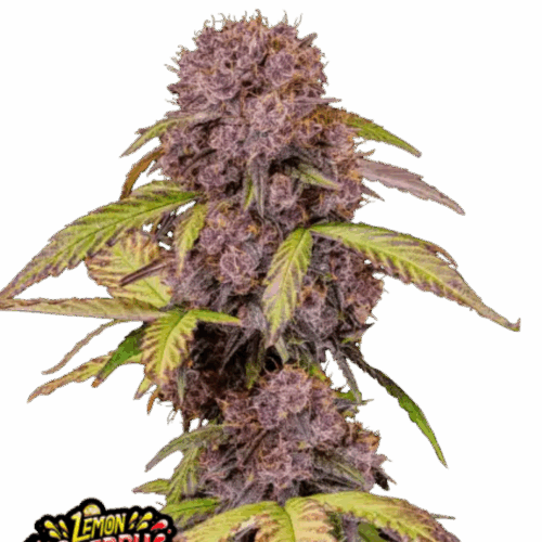 Fast Buds Cannabis Seeds Lemon Cherry Cookies Auto 100 db