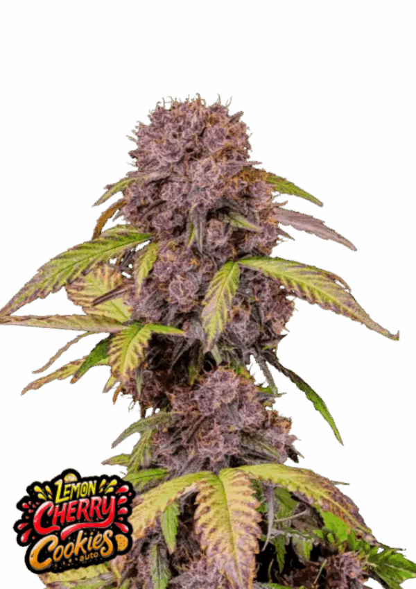 Fast Buds Cannabis Seeds Lemon Cherry Cookies Auto 100 db