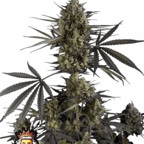 Fast Buds Cannabis Seeds Pound Cake Auto 100 db