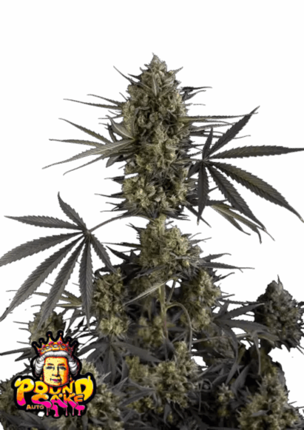 Fast Buds Cannabis Seeds Pound Cake Auto 100 db
