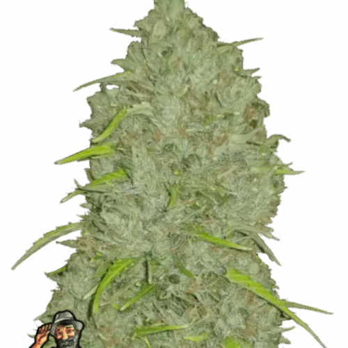 Fast Buds Cannabis Seeds Jack Herer Auto 100 db