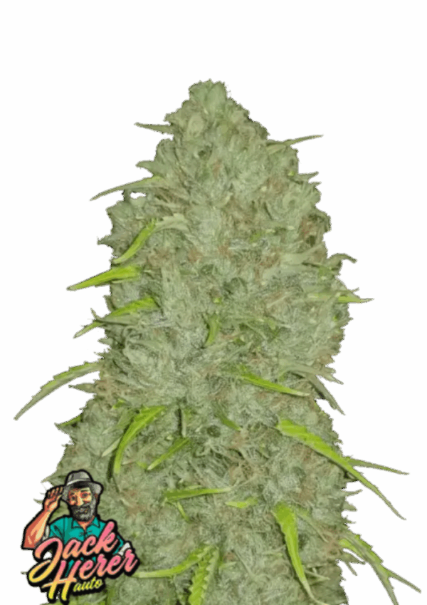Fast Buds Cannabis Seeds Jack Herer Auto 100 db