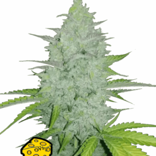 Fast Buds Cannabis Seeds Cheese Auto 100 db