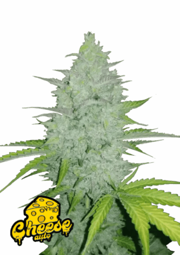 Fast Buds Cannabis Seeds Cheese Auto 100 db