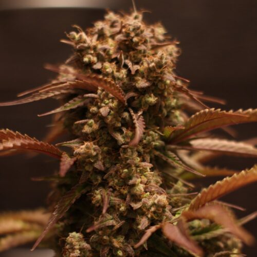 Doctor's Choice Seeds Purple Ryder Auto Feminized 10 db