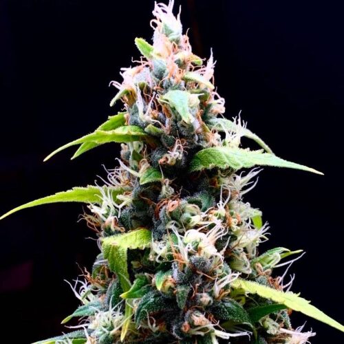 Doctor´s Choice Seeds Sour Puffs Photo Nőiesített 10 db