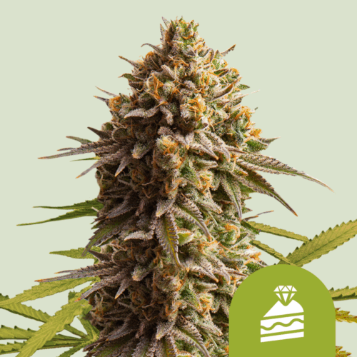 Royal Queen Seeds Cannabis Seeds Wedding Cake Auto 25 db