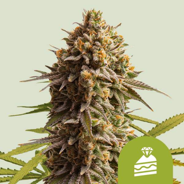Royal Queen Seeds Cannabis Seeds Wedding Cake Auto 25 db