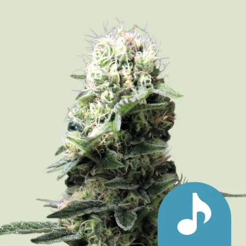 Royal Queen Seeds Cannabis Seeds Dance World Feminized (High CBD) 25 db