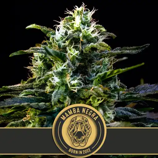 Blimburn Seeds Cannabis Seeds Mamba Negra Feminized 3 pár