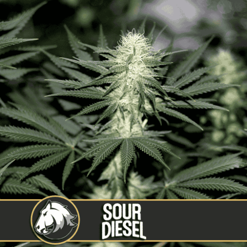 Blimburn Seeds Cannabis Seeds Sour Diesel Nőiesített 3 pár