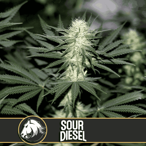 Blimburn Seeds Cannabis Seeds Sour Diesel Nőiesített 3 pár