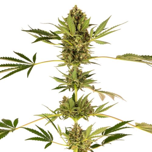Sensi Seeds Cannabis Seeds Himalayan CBD® Feminized