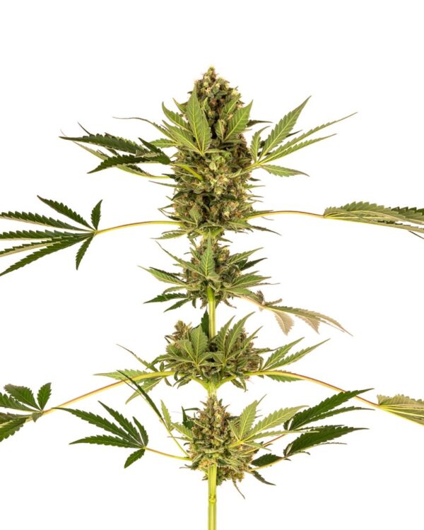 Sensi Seeds Cannabis Seeds Himalayan CBD® Feminized