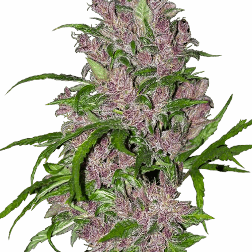 Sensi Seeds Cannabis Seeds Purple Bud Automatic Feminized by White Label