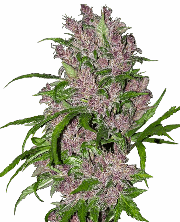 Sensi Seeds Cannabis Seeds Purple Bud Automatic Feminized by White Label