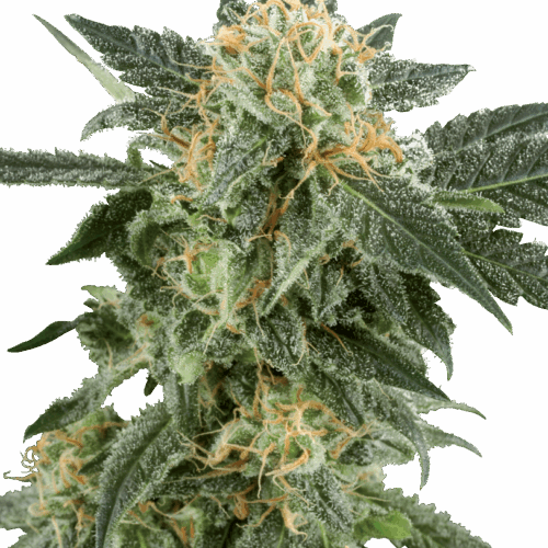 Sensi Seeds Cannabis Seeds Snow Ryder Automatic Feminized by White Label