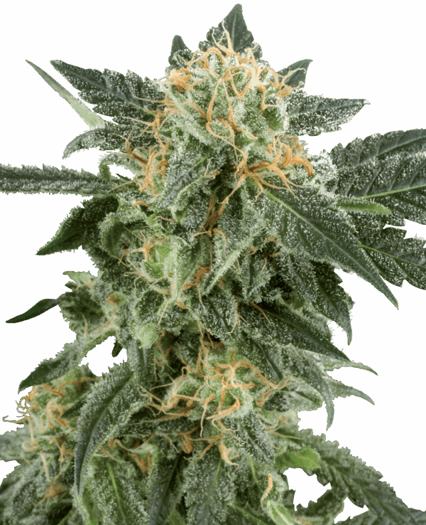 Sensi Seeds Cannabis Seeds Snow Ryder Automatic Feminized by White Label