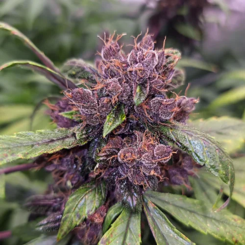 Dutch Passion Cannabis Seeds Auto Forbidden Cherry® Autoflowering 100 db