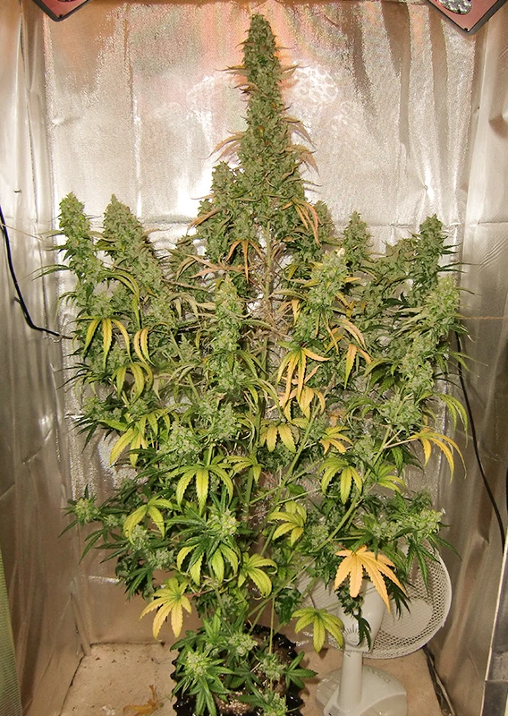 Dutch Passion Cannabis Seeds Auto Xtreme® Autoflowering 100 db