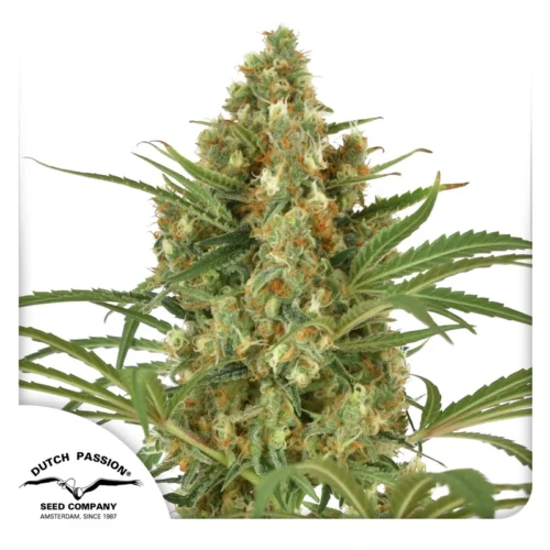 Dutch Passion Cannabis Seeds SnowBud® Feminized 100 db