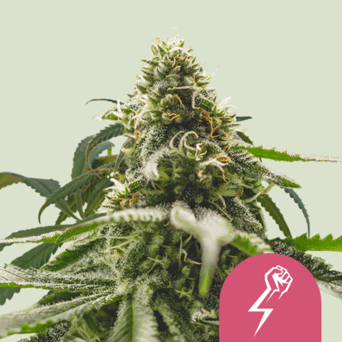 Royal Queen Seeds Cannabis Seeds Green Crack Punch Feminized 25 db
