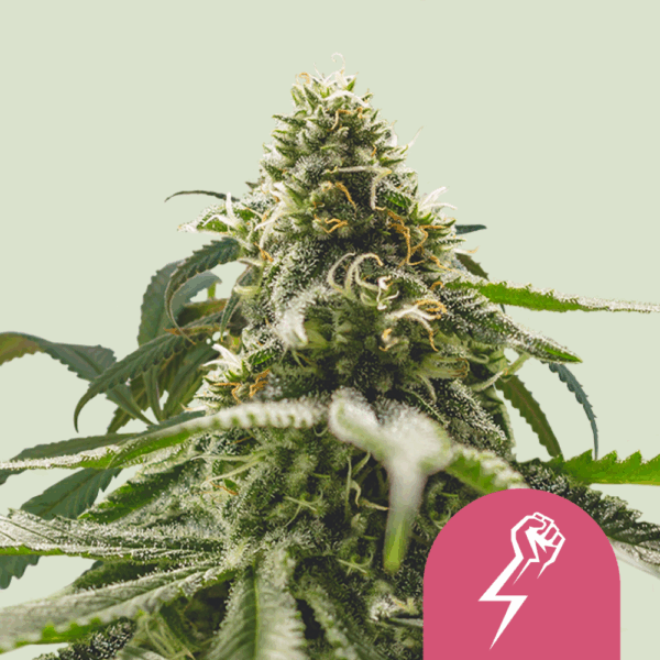 Royal Queen Seeds Cannabis Seeds Green Crack Punch Feminized 25 db
