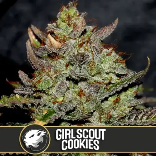 Blimburn Seeds Cannabis Seeds Girl Scout Cookies Nőiesített 3 pár